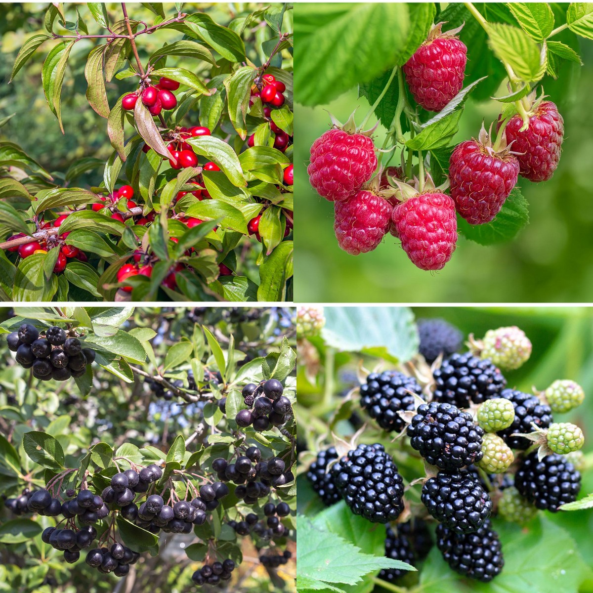 🌿 Super Foods Collection - 2 lt